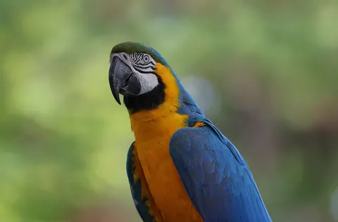 Macaw 4K Wallpaper · animals · 3840×2531