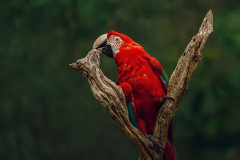 Macaw 4K Wallpaper · animals · 3840×2561