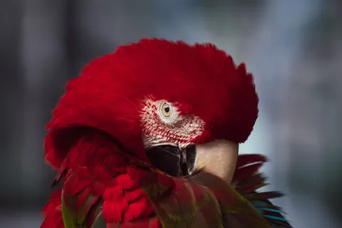 Macaw 4K Wallpaper · animals · 3840×2560