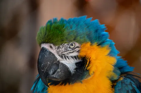 Macaw 4K Wallpaper · animals · 3840×2553