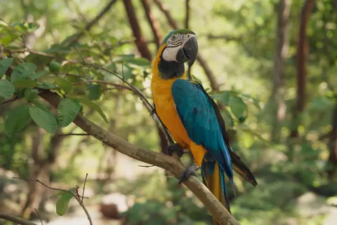 Macaw 4K Wallpaper · animals · 3840×2565