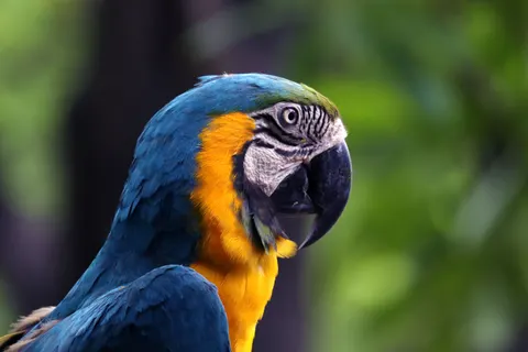 Macaw 4K Wallpaper · animals · 3840×2560