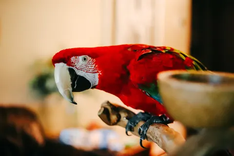 Macaw 4K Wallpaper · animals · 3840×2560