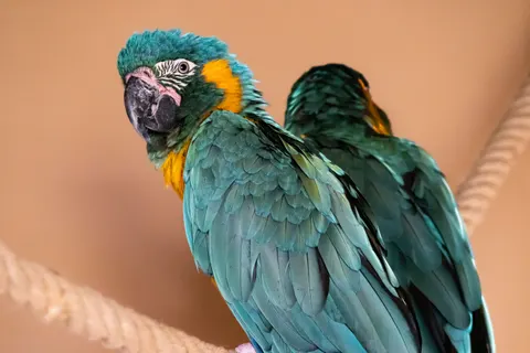 Sfondo Ara 4K · animals · 3840×2560