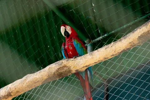 Macaw 4K Wallpaper · animals · 3840×2560