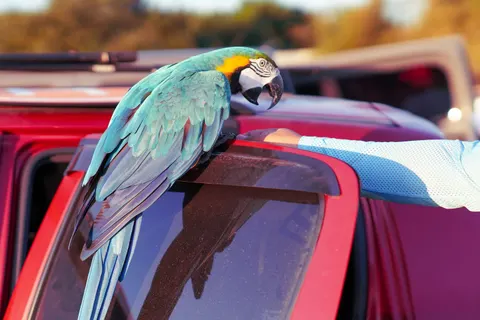 Macaw 4K Wallpaper · animals · 3840×2560