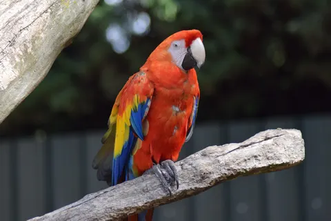 Macaw 4K Wallpaper · animals · 3840×2560