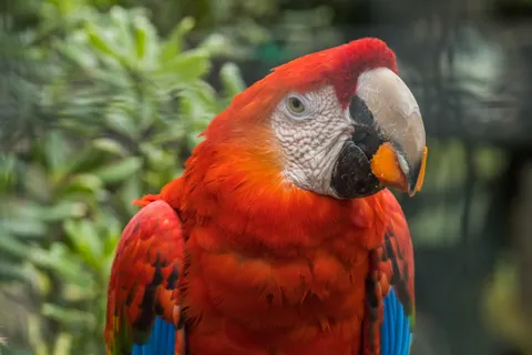 Macaw 4K Wallpaper · animals · 3840×2560