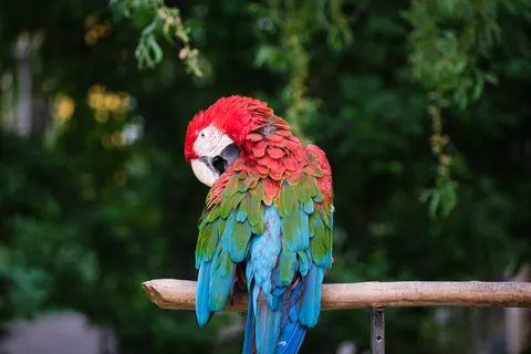 Macaw 4K Wallpaper · animals · 3840×2560