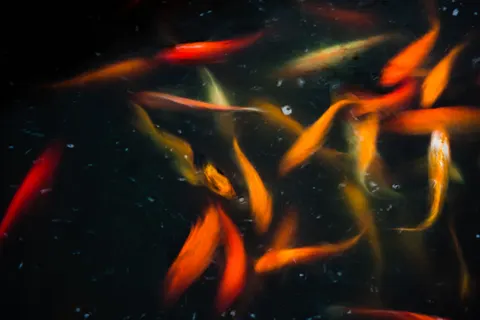 Koi Fish 4K Wallpaper · animals · 3840×2560