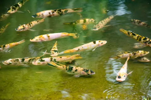Koi Fish 4K Wallpaper · animals · 3840×2560