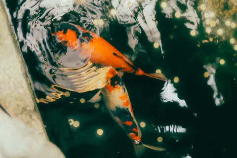 Koi Fish 4K Wallpaper · animals · 3840×2560