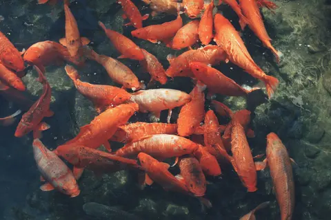 Koi Fish 4K Wallpaper · animals · 3840×2560