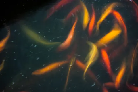 Koi Fish 4K Wallpaper · animals · 3840×2560