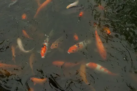 Koi Fish 4K Wallpaper · animals · 3840×2560