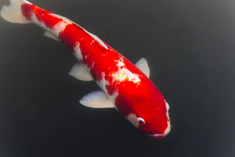 Koi Fish 4K Wallpaper · animals · 3840×2560