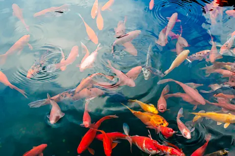 Koi Fish 4K Wallpaper · animals · 3840×2560