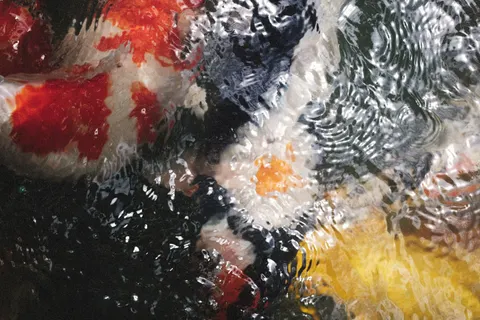 Koi Fish 4K Wallpaper · animals · 3840×2560