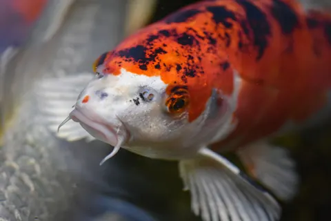 Koi Fish 4K Wallpaper · animals · 3840×2560