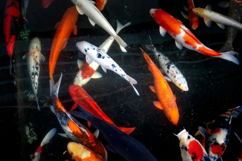 Koi Fish 4K Wallpaper · animals · 3840×2560