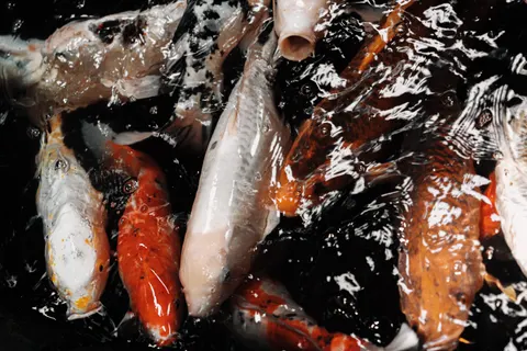 Koi Fish 4K Wallpaper · animals · 3840×2560