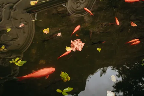 Koi Fish 4K Wallpaper · animals · 3840×2560