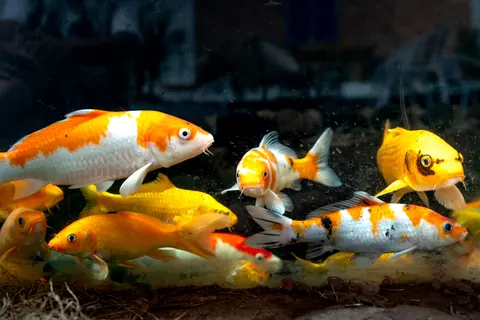 Koi Fish 4K Wallpaper · animals · 3840×2561