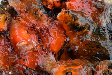 Koi Fish 4K Wallpaper · animals · 3840×2560