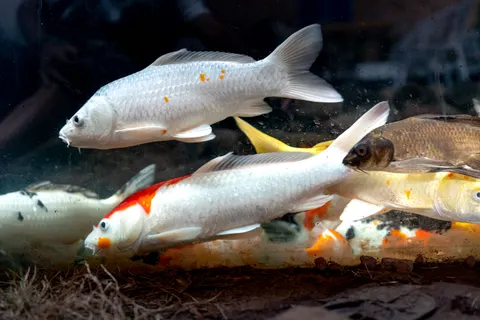 Koi Fish 4K Wallpaper · animals · 3840×2561