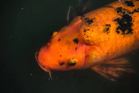 Koi Fish 4K Wallpaper · animals · 3840×2560