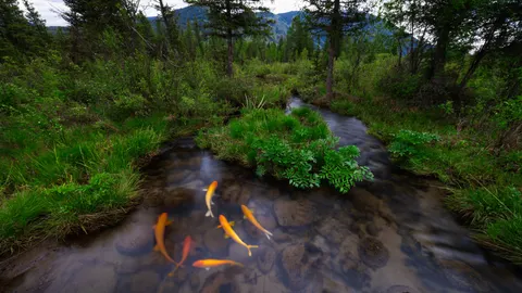 Koi Fish 4K Wallpaper · animals · 3840×2159