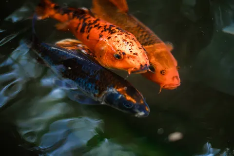 Koi Fish 4K Wallpaper · animals · 3840×2560