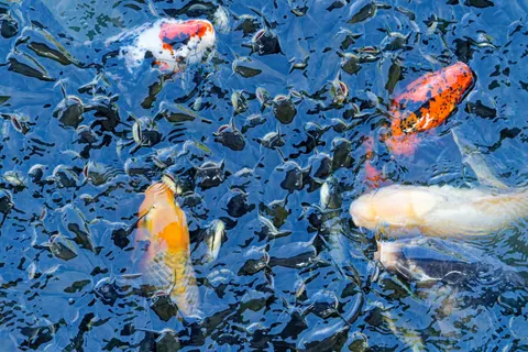 Koi Fish 4K Wallpaper · animals · 3840×2562
