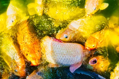 Koi Fish 4K Wallpaper · animals · 3840×2560