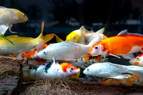 Koi Fish 4K Wallpaper · animals · 3840×2561
