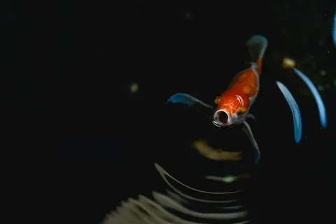 Koi Fish 4K Wallpaper · animals · 3840×2560
