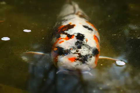 Koi Fish 4K Wallpaper · animals · 3840×2560