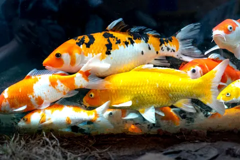 Koi Fish 4K Wallpaper · animals · 3840×2561