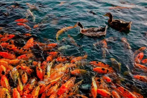Koi Fish 4K Wallpaper · animals · 3840×2560