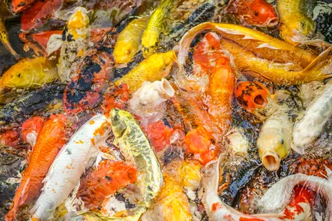 Koi Fish 4K Wallpaper · animals · 3840×2560