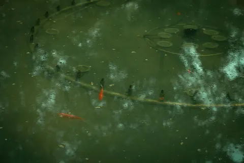 Koi Fish 4K Wallpaper · animals · 3840×2560