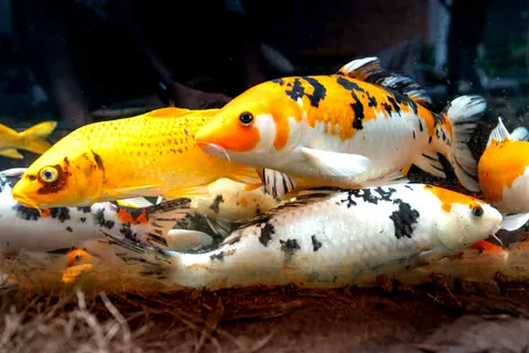 Koi Fish 4K Wallpaper · animals · 3840×2561