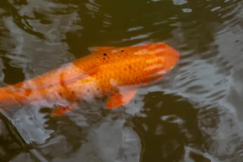 Koi Fish 4K Wallpaper · animals · 3840×2560