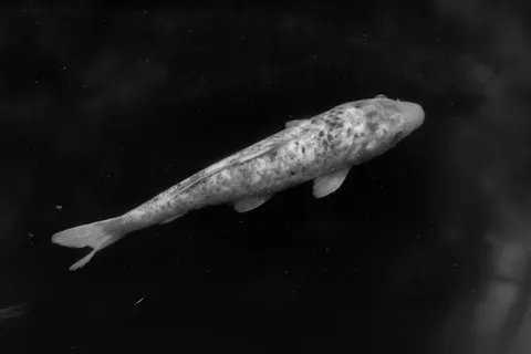 Koi Fish 4K Wallpaper · animals · 3840×2560