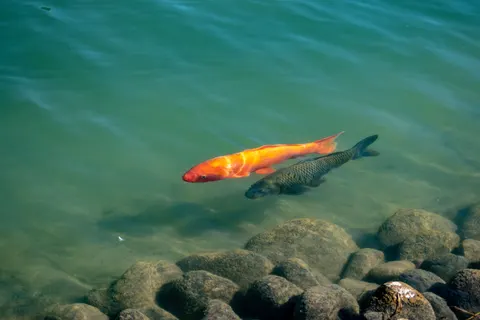 Koi Fish 4K Wallpaper · animals · 3840×2560