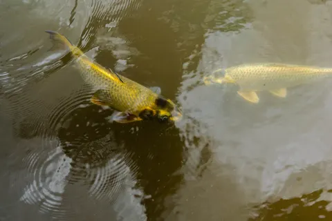 Koi Fish 4K Wallpaper · animals · 3840×2560