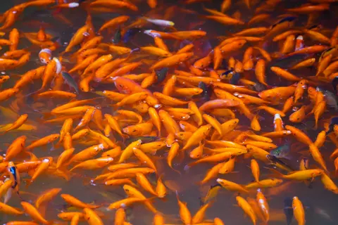 Koi Fish 4K Wallpaper · animals · 3840×2560