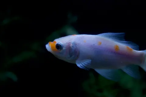 Koi Fish 4K Wallpaper · animals · 3840×2560