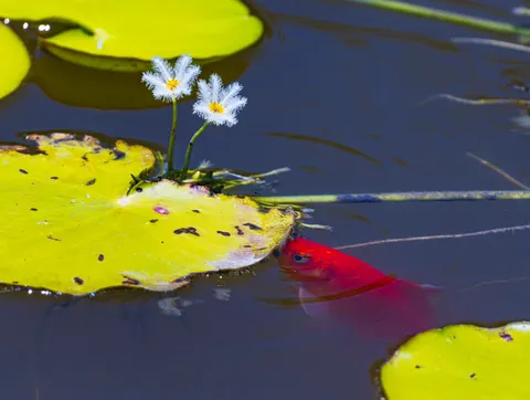 Koi Fish 4K Wallpaper · animals · 3840×2892