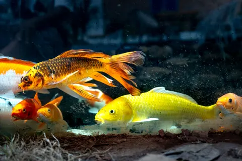Koi Fish 4K Wallpaper · animals · 3840×2561